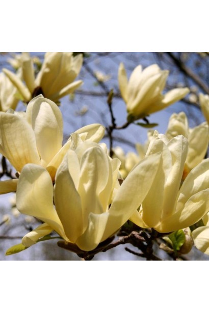 Магнолія гібридна Єллоу Лантерн рясне цвітіння